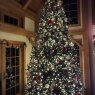 Andre Messier's Christmas tree from North Troy, Vermont, USA