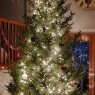 Thompson's Tree's Christmas tree from Minneapolis, MN
