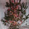 Weihnachtsbaum von Red Christmas 2023 (Lebanon, TN, USA)