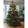Carlos Varela's Christmas tree from Pontevedra, España